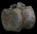 Edmontosaurus (Hadrosaur) Vertebrae - Montana #35955-1